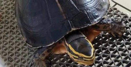 想知道安布闭壳龟多少钱一只？看看这篇文章就知道了