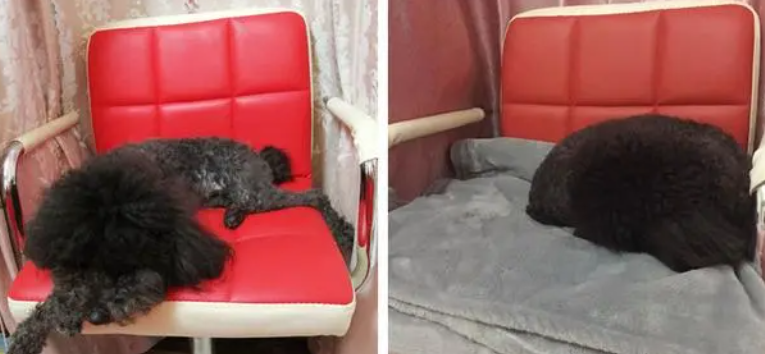 性价比高又舒适的狗窝怎么选？来看一下吧