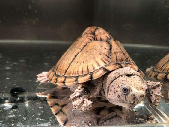 剃刀龟每日晒背多久？不知道的看这里！