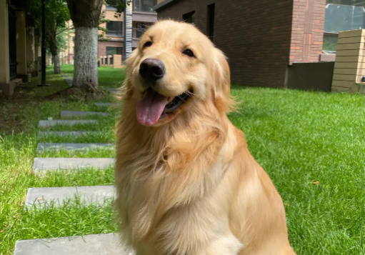 铲屎官须知：金毛的尾巴会不会翘起来？