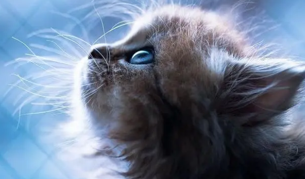 营养膏有效果吗？宠物营养膏什么牌子好？