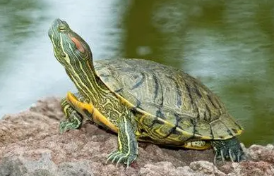 乌龟长期吃龟粮的后果！吃东西要注意什么