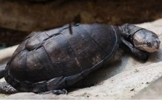 巨型侧颈龟能长多大？新手宠主有必要了解一下