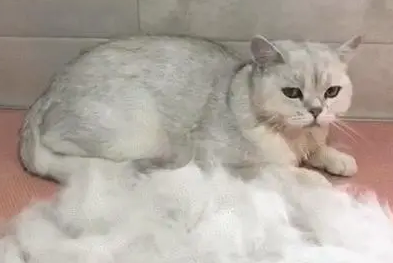 猫咪体内驱虫的时间、方法以及注意事项