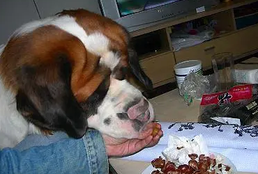 狗狗能吃煮熟的栗子吗？来get一下吧