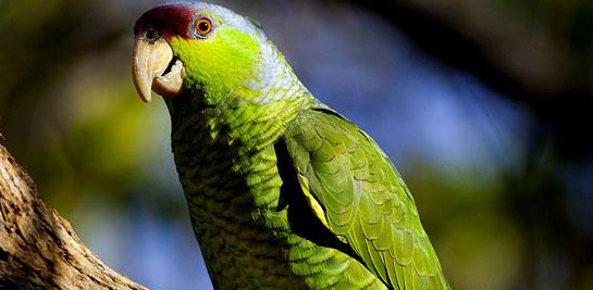 紫冠亚马逊鹦鹉多少钱？你买贵了吗？