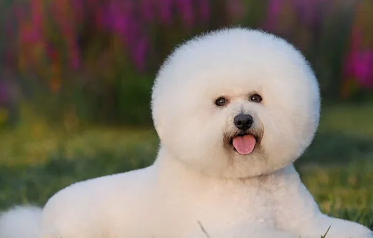 巨型比熊犬叫什么？这里有答案