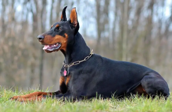 杜宾犬是大型犬吗,是怎么界定大型犬的? 杜宾犬是大型犬吗,是怎么界定大型犬的?