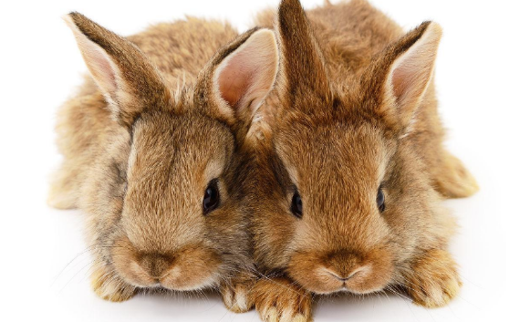 公主兔和一般兔子有何区别，快来了解一下吧~