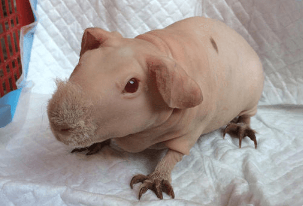 不想养只“小麻烦”,那就先学习一下无毛豚鼠的训练技巧吧 不想养只“小麻烦”,那就先学习一下无毛豚鼠的训练技巧吧