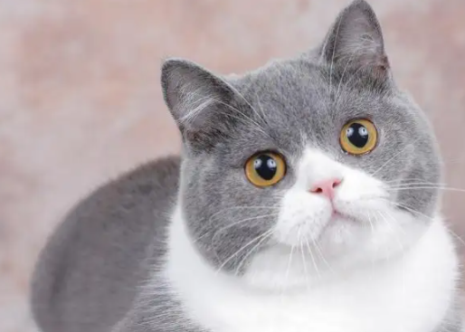 铲屎官带你了解：纯种蓝猫怎么鉴别？