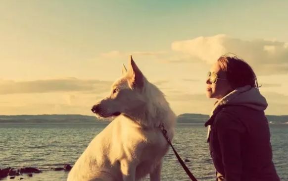 宠物犬“抗糖”指南