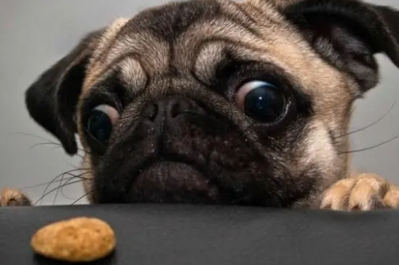 一定要控制狗狗零食的量,不然会影响食欲 一定要控制狗狗零食的量,不然会影响食欲