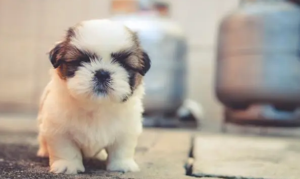 狗狗换粮小知识，七日换粮法了解一下