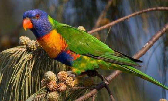 暗色吸蜜鹦鹉保护等级是几级？来看看吧