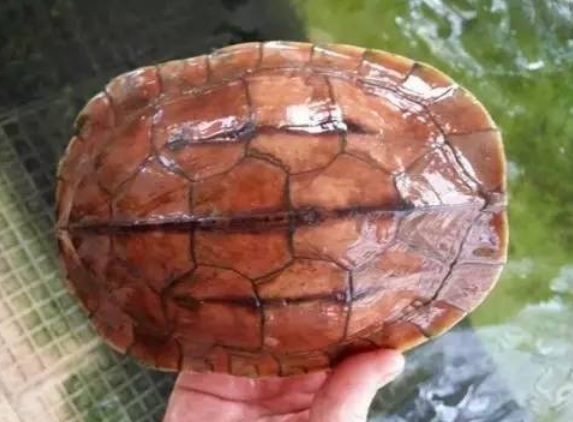 金钱龟怎么分公母，来这告诉你！