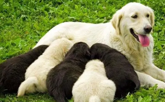 这些都是狗狗缺钙的表现，选择狗狗钙片要注意什么？