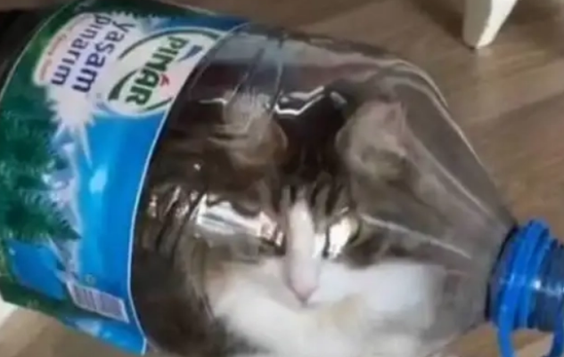 猫咪为什么要吃草？猫草怎么种植？