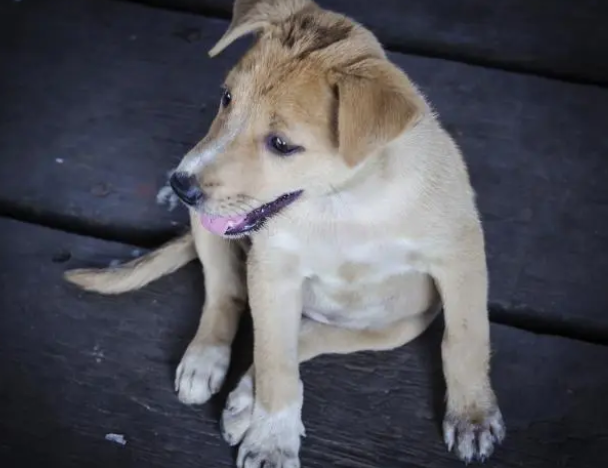 每天给狗狗吃几颗钙片就是补钙? 每天给狗狗吃几颗钙片就是补钙?