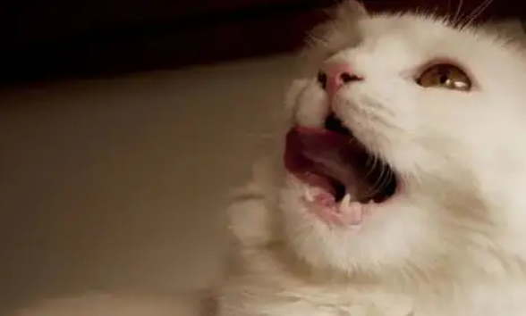 猫张嘴呼吸是什么原因？要分清是生理还是病理原因