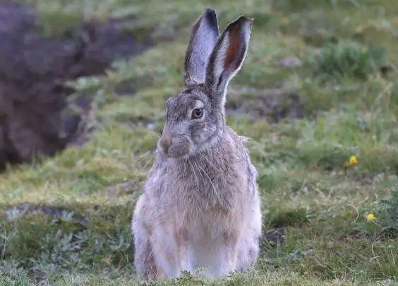 大麦丁兔的价格是多少，来了解下吧