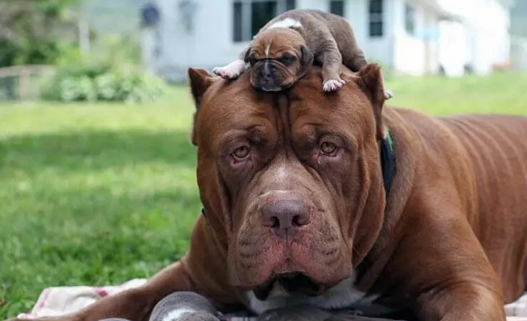 比特犬会保护主人吗？要看你怎么训练了