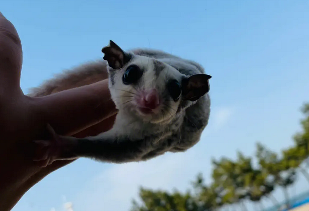 想知道澳洲蜜袋鼯为什么容易暴毙，看这就够了！