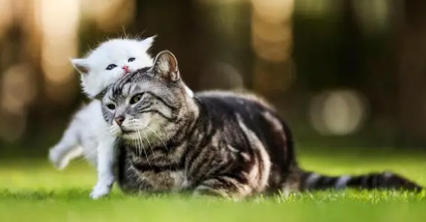 给猫喂罐头可以，但这些注意事项要注意