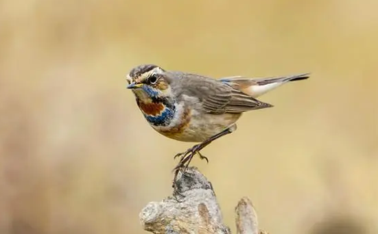 蓝点颏用什么笼子?来了解下吧 蓝点颏用什么笼子?来了解下吧