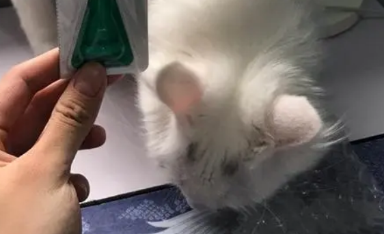 为啥要给猫驱虫？体外驱虫怎么做？