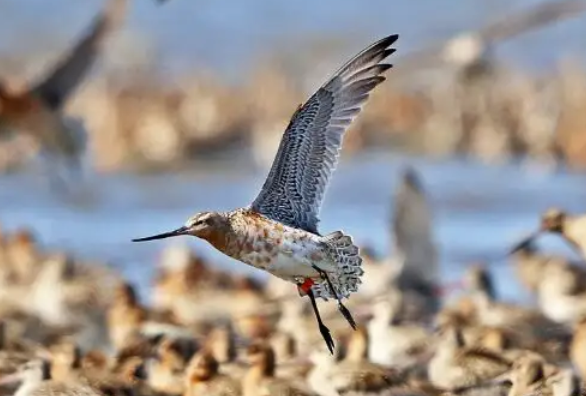 冬天迁徙的鸟有哪些，好奇的来看看！