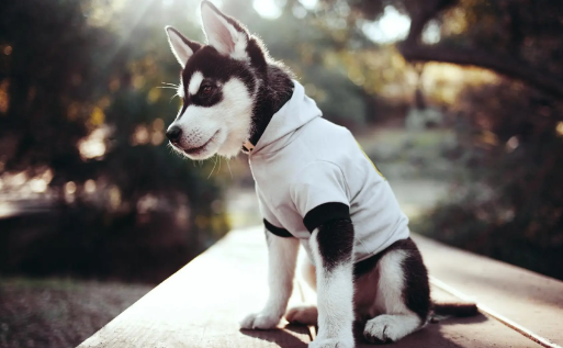 为什么这么多人喜欢哈士奇，看了它的特点和性格你就知道了