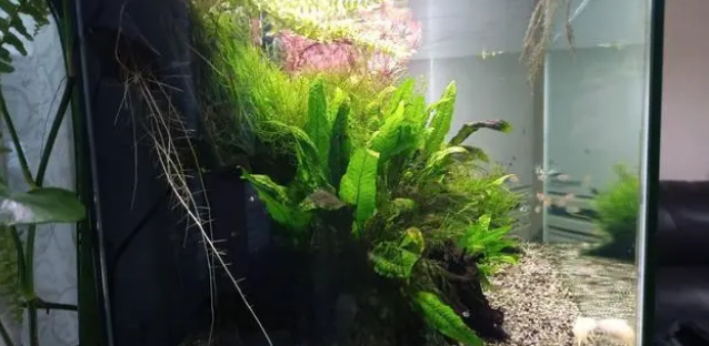喜欢养鱼的人，在鱼缸上养这几种植物漂亮又实用！