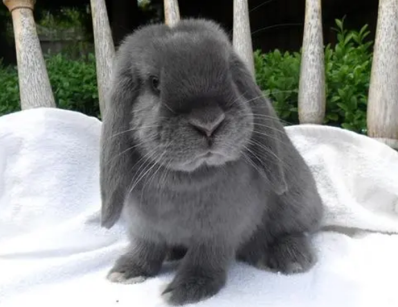 你们说，英国迷你垂耳兔什么时候做绝育?