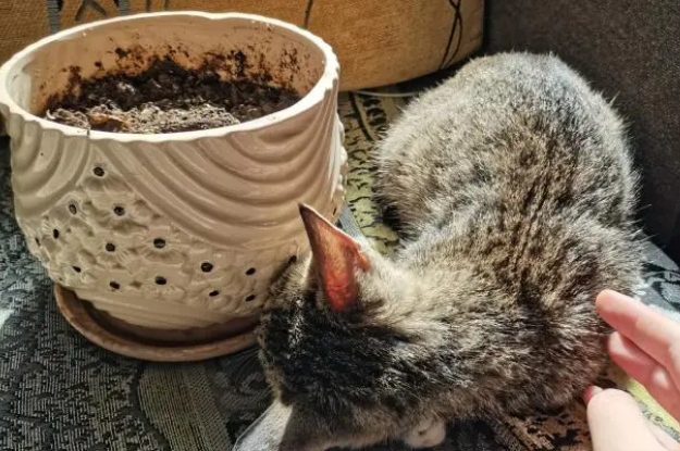 猫草的种植方法,给心爱的小猫咪种点儿猫草 猫草的种植方法,给心爱的小猫咪种点儿猫草