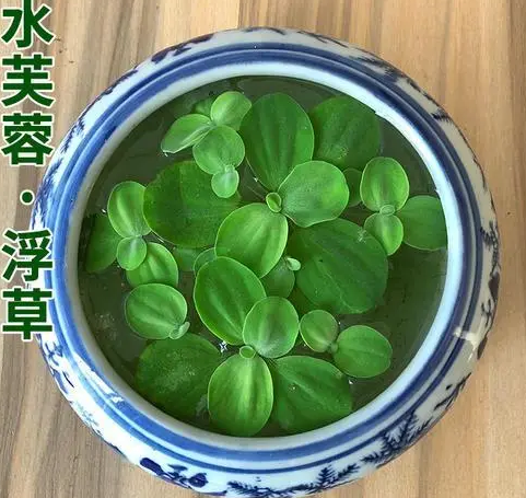 鱼缸里放上几种漂亮“野草”，漂亮又灵气，净化水质强