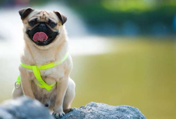 什么狗狗不掉毛不爱叫？梦想情狗无疑！