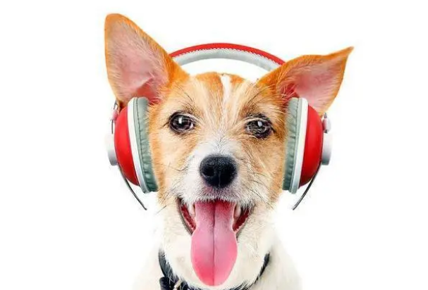 宠物看病如何选择正规的宠物医院，看这篇就够了