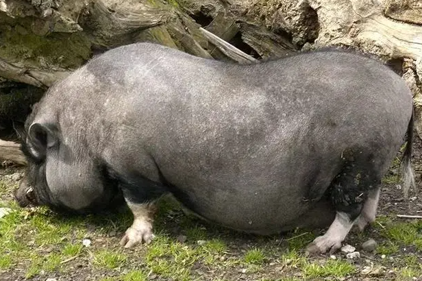 新手必看：越南大肚猪怎么养？