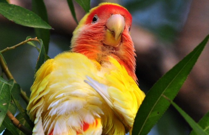 黄桃脸牡丹鹦鹉吃什么？饲主来看看吧