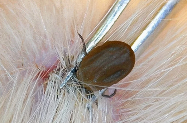 狗狗有什么寄生虫，体内体外的种类区分，简单驱虫方法！