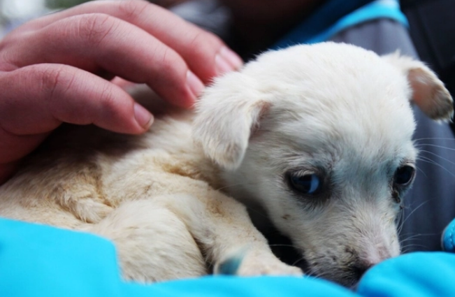 给狗狗吃宠物益生菌，这种觉悟真好
