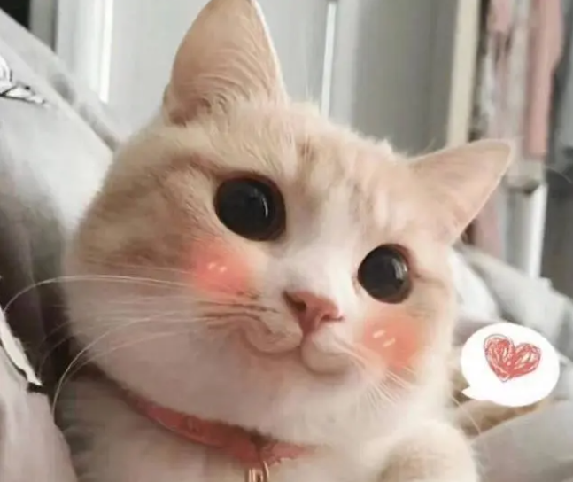 福州宠物猫寄养多少钱