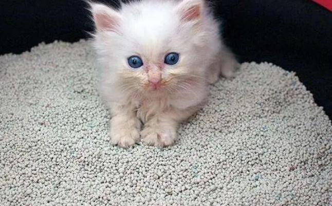 养猫新手必须知晓的事，为什么要用猫砂，多久换一次猫砂最好？