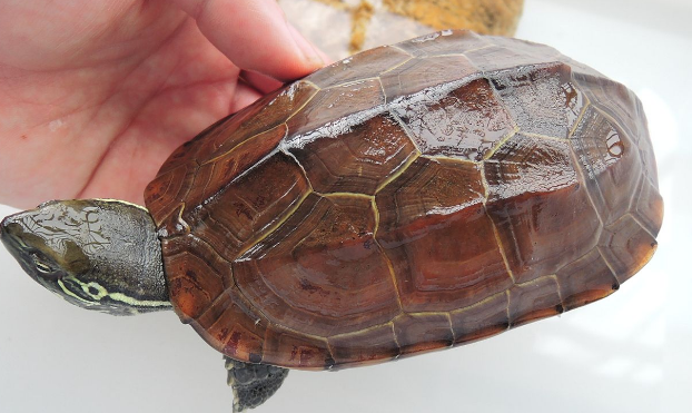 草龟和花龟能一起养吗？这些饲养方法要注意