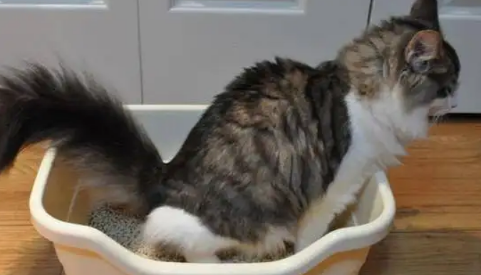 猫咪不埋屎的原因猫咪不埋屎的原因是什么？铲屎官们快来看