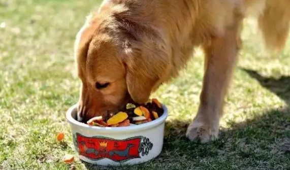 狗粮会对狗狗带来危害，很多人都被蒙在鼓中