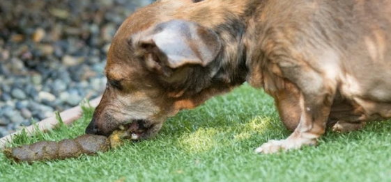 狗为什么吃人屎？原因是什么？