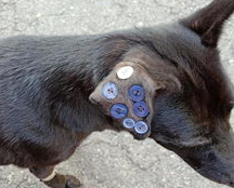 犬耳血肿怎么回事？犬耳血肿的症状及治疗方法