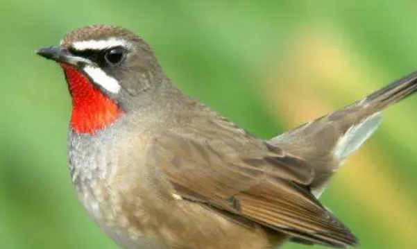 红靛颏的挑选方法，你一定要知道！